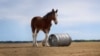 Super Bowl commercials rely on comedy, nostalgia to avoid potential missteps
