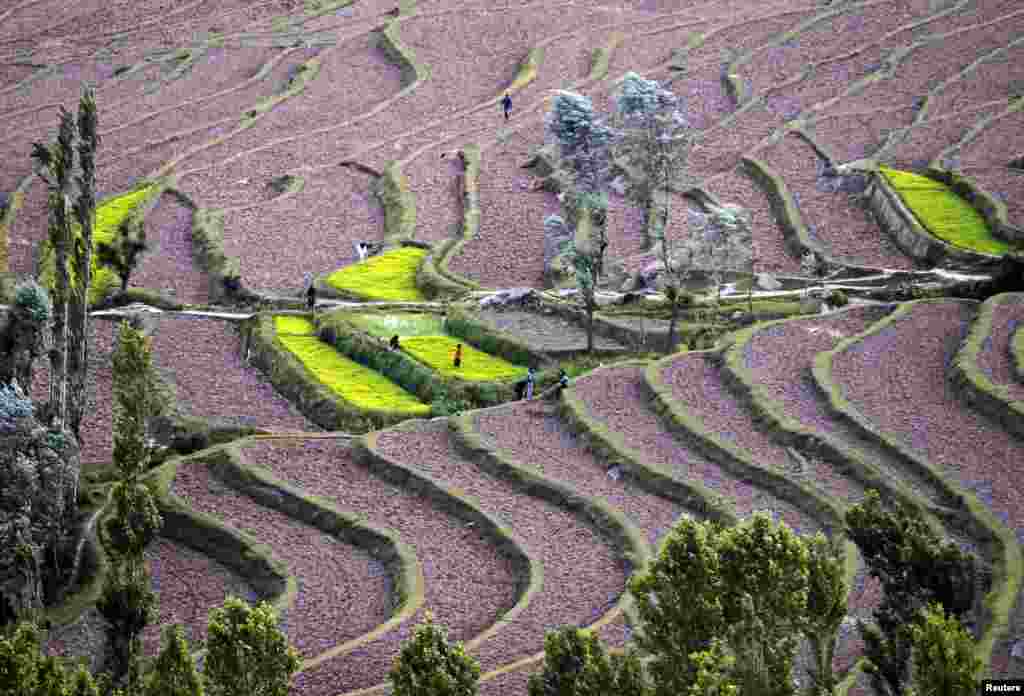 Para petani Kashmir bekerja di sawah di kota Bandipora, utara Srinagar, Kashmir-India.