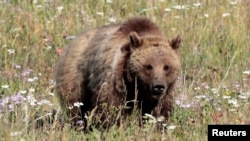 FILE - A grizzly bear walks in a meadow in Yellowstone National Park, Wyoming, Aug. 12, 2011. 