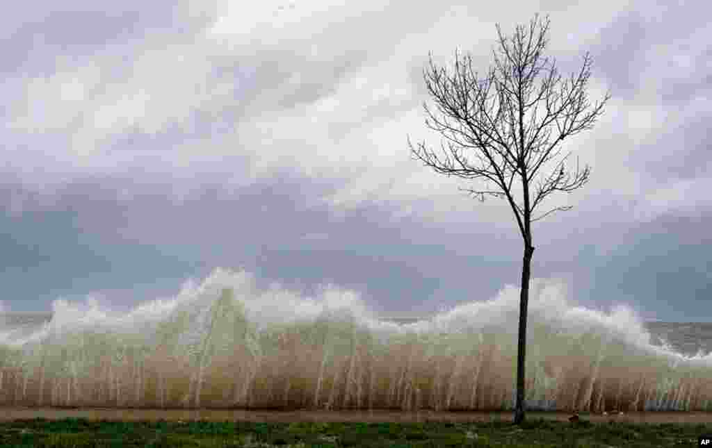 The storm surge hits a small tree as winds from Hurricane Sandy reach Seaside Park in Bridgeport, Connecticut, October 29, 2012.