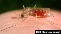 Sauro mai jawo cutar malaria