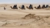 An Australian First: Feral Camels Sold in Online Auction 