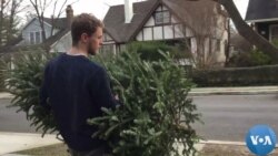 There's More Than One Way to Recycle a Christmas Tree