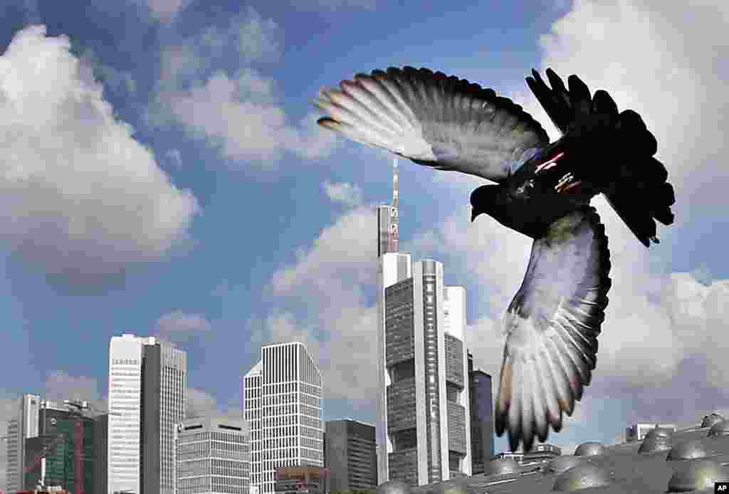 A pigeon flies in front of the towers of the banking district in Frankfurt, Germany.