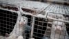 Hundreds of 'Zombie Mink' Resurfacing from Mass Graves