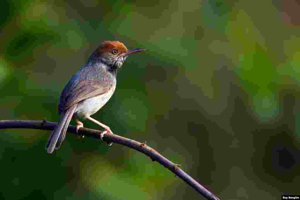 A new species to the world of tailorbirds was discovered in 2009 in the city of Phnom Penh by Simon Mahood of Wildlife Conservation Society Cambodia. (Photo by Suy Senglim)