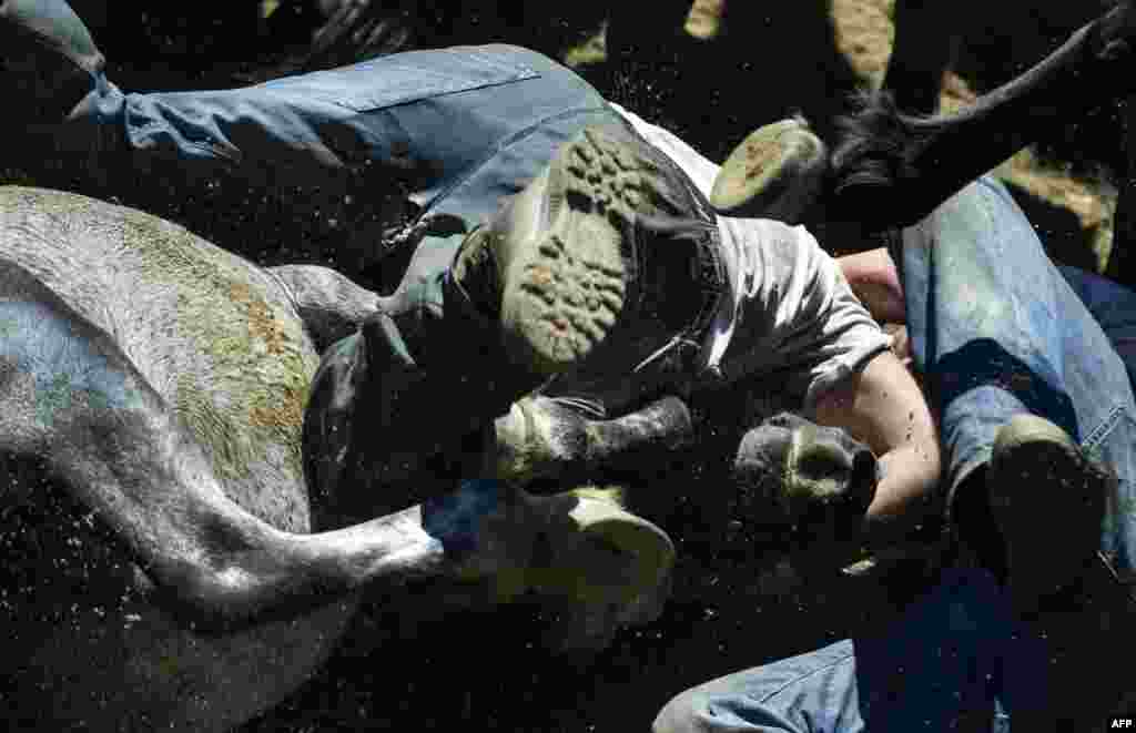 "Aloitadores" struggle with a wild horse during the "Rapa Das Bestas" (Shearing of the Beasts) traditional event in the Spanish northwestern village of Sabucedo in northwestern Spain.