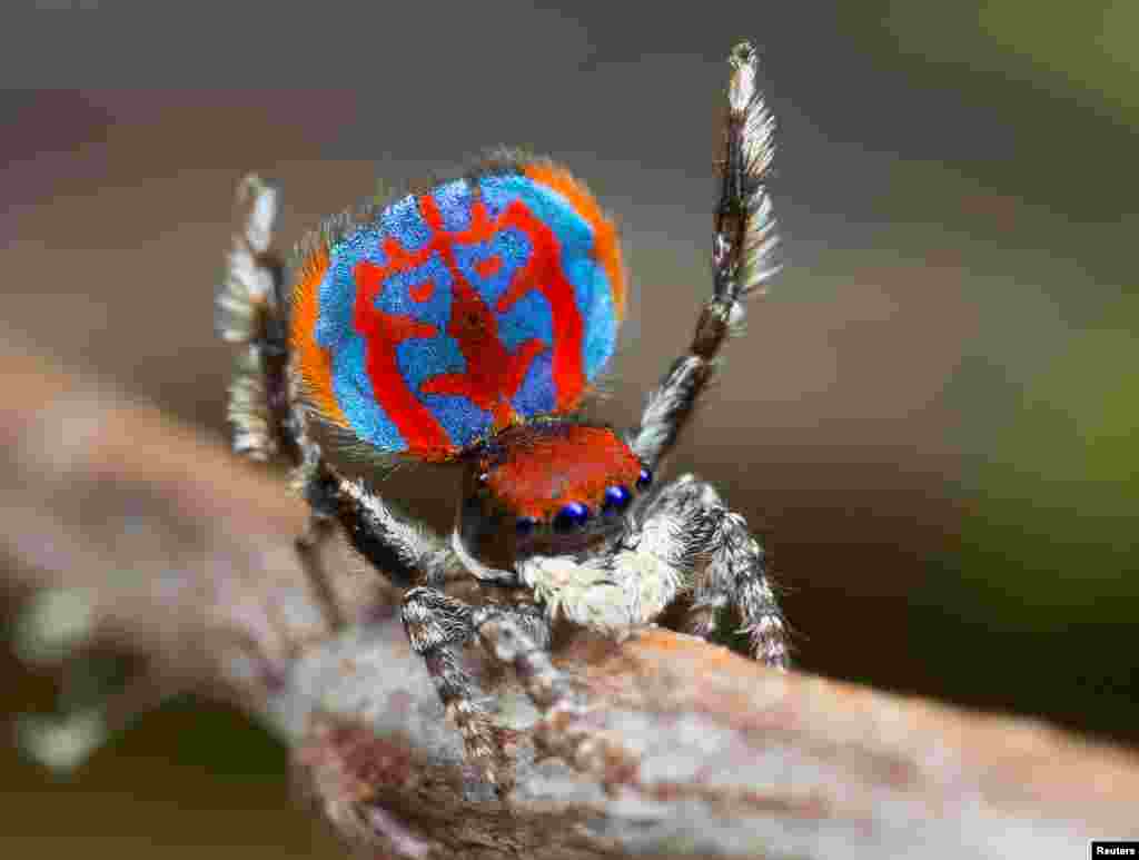 សត្វពីងពីងឈ្មោះ Maratus Bubo ដែលទើបនឹងត្រូវបានរកឃើញនៅក្នុងពេលថ្មីៗ បង្ហាញពីផ្នែកពោះដ៏សម្បូរទៅដោយពណ៌របស់វា។ 