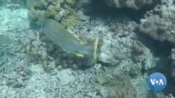 UNESCO Leaves Australia's Great Barrier Reef Off Endangered List