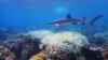 UNESCO Panel Recommends Listing Australia’s Great Barrier Reef as 'In Danger'
