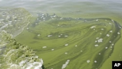 Pasokan air minum di Danau Erie, Ohio dipenuhi oleh ganggang (3/8). 
