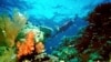 Experts: Global Warming Threatens Oceans and World Food Security