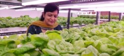 Pratibha Aggarwal helped her son launch the venture 9Growers. (Anjana Pasricha/VOA)