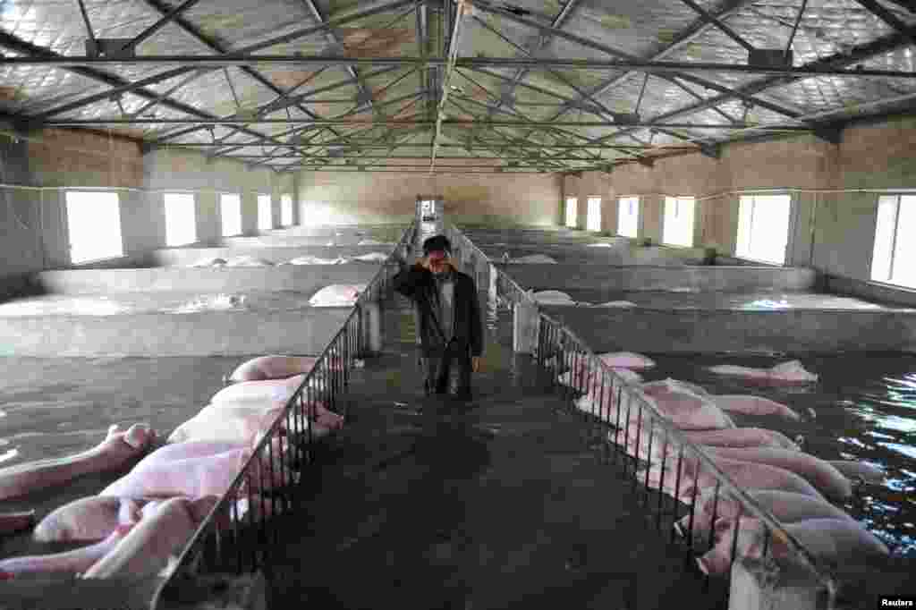 An employee wipes away tears as he walks through a flooded farm, where pigs cannot be moved away from due to an environmental protection and epidemic prevention measure, before he leaves for a safer place in Liu'an, Anhui Province, China, July 4, 2016.