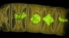 Fossils From 1.6 Billion Years Ago May Be Oldest-known Plants