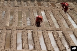 Pakistani female farmers plant seeds for vegetables in Lahore, Pakistan, June 13, 2014.