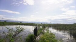 Seorang warga berjalan di antara pematang sawah yang tidak bisa diolah sejak Juli 2020 karena terendam air danau Poso. Jumat, 6 November 2020. Foto: Mosintuwu/RayRarea