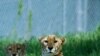 New Life for Vanishing Species