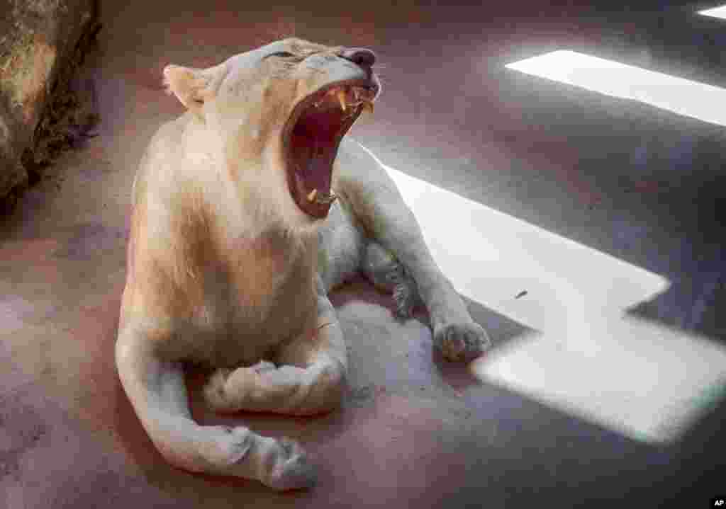 Female white lion named Ivanna yawns in a private zoo in the village of Demydiv 50 kilometers west of Kyiv, Ukraine.