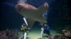 Filets anti-requins: des "mailles de la mort" pour protéger les Sud-Africains