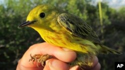 ARSIP – Foto burung Yellow Warbler di Nome, Alaska yang diambil pada 18 Juni 2016 (foto: Rachel M. Richardson/U.S. Geological Survey via AP)