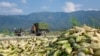discarded ears of corn