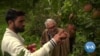 A Bumper Crop of Apples in Kashmir Rotting Away