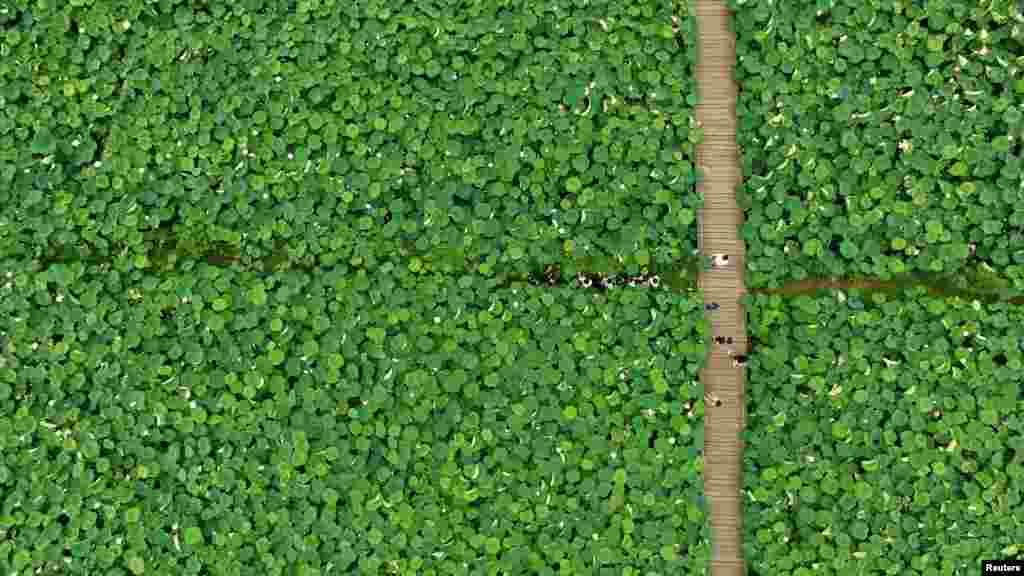 An aerial view of a lotus field in Quzhou, Zhejiang Province, China, July 9, 2016