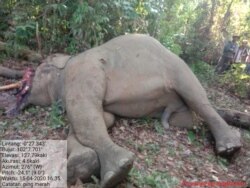 Tim dokter BKSDA Aceh saat melakukan bedah bangkai gajah Sumatera di Aceh Timur, Jumat (17/4). (Foto: Courtesy/BKSDA Aceh)