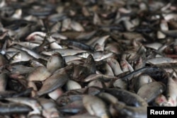 Fish are displayed for sale at the fish market in Joal-Fadiouth, Senegal, April 10, 2018.