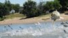 US State Builds Wall to Fend Off Asian Carp Invasion