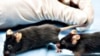 Tumors Shrink When Mice Live in Stimulating Environments