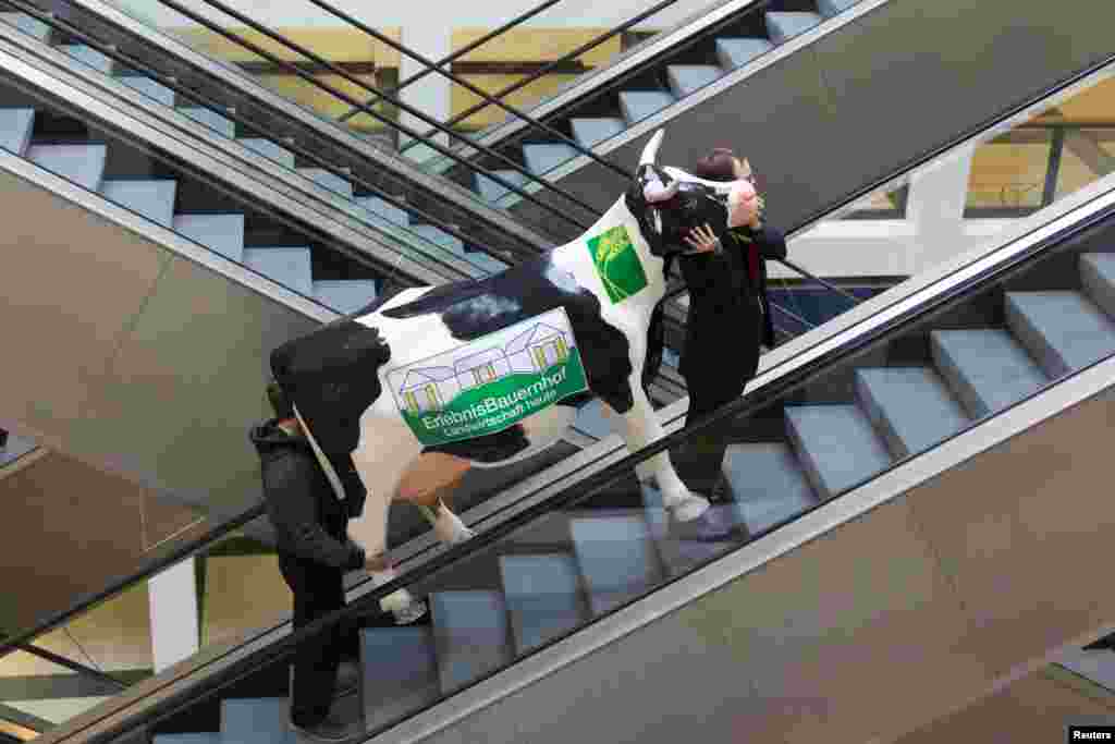 Dua pria membawa boneka sapi menaiki eskalator dalam persiapan untuk acara pameran makanan 'Ramah Lingkungan' (Green Food) di Berlin, Jerman.