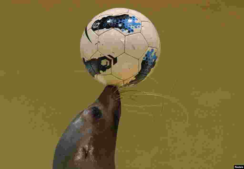 Seekor singa laut &#39;Sarasa&#39; memamerkan kebolehan mengontrol bola di aquarium laut Shinagawa di Tokyo, Jepang.