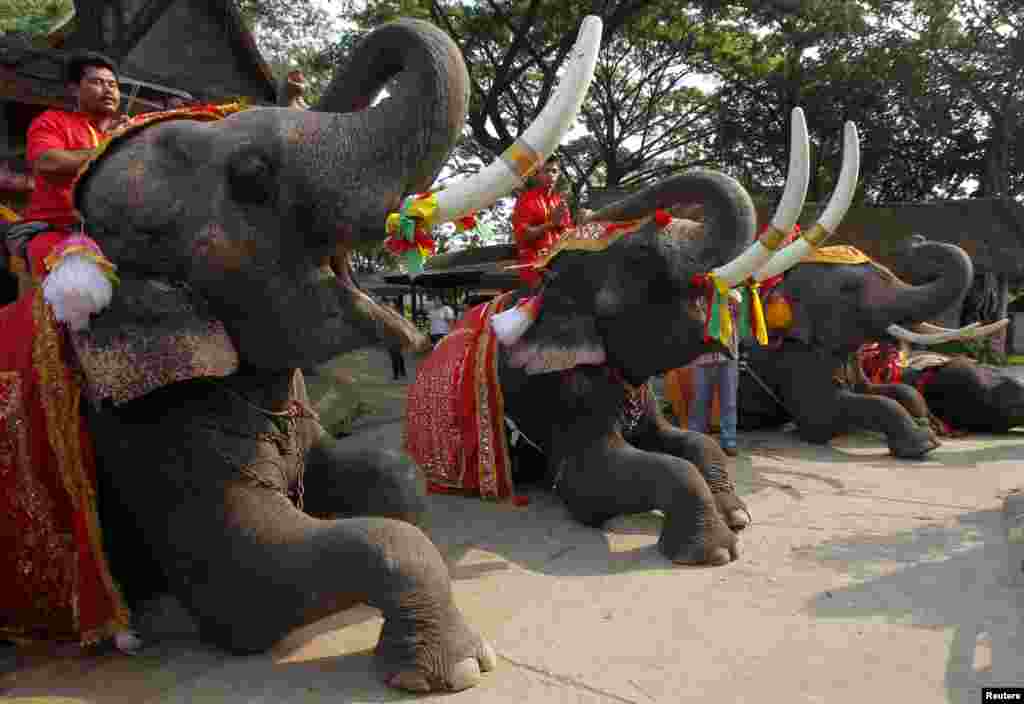 Mahouts pray while sitting on top of elephants during Thailand's National Elephant Day in the ancient Thai capital Ayutthaya.