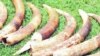 Mozambique Poaching Has Regional Effects