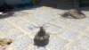 Une mine antipersonnelle piégée appartenant au groupe Wagner financé par la Russie a été trouvée dans un quartier résidentiel de Tripoli. (Photo non datée vérifiée et fournie par AFRICOM)