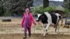 La pénurie de lait en Tunisie fait craindre un mois de Ramadan difficile