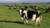 FILE - Dairy cows graze on a farm near Oxford, in the South Island of New Zealand on Oct. 8, 2018. New Zealand's government on Oct. 11, 2022 proposed taxing the greenhouse gases that farm animals emit as part of a plan to tackle climate change.