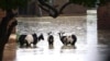 Help Arrives for Animals in Malawi's Flood-ravaged South