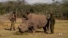 Scientists Test Different Ways for Saving Rhinos