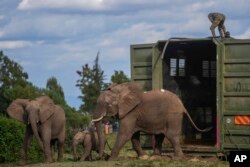 Kenya Wildlife Service rangers and capture team release elephants at Aberdare National Park, located in central Kenya, Oct. 14, 2024.