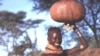 Omo River Dams in Ethiopia: Blessing or Curse?