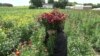 Hmong Farmers Drive Local Food Economy in Minnesota