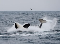 A killer whale swims in the sea near Rausu, Hokkaido, Japan, July 1, 2019.