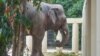 ​​​​ដំរី​ឈ្មោះ​កាវ៉ាន​ (Kaavan) ដែល​ត្រូវ​បាន​គេស្គាល់ថា​ជាដំរី​ឯកោ​ បាន​ចាប់ផ្តើម​សម្រប​ខ្លួន​ទៅនឹង​ស្ថានភាព​រស់នៅ​ នៅ​ដែន​ជម្រក​សត្វព្រៃ​នៅ​កម្ពុជា​ ខេត្ត​ឧត្តរមានជ័យ​ នៅ​ថ្ងៃទី​០១ ខែធ្នូ​ ឆ្នាំ​២០២០។ (ខាន់ សុគុំមនោ/VOA)