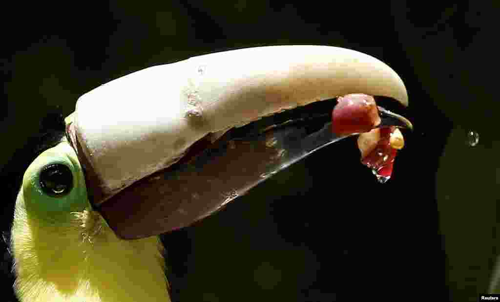Grecia the toucan, who lost most of his upper beak in an attack, eats with his new 3D-printed beak, at Zoo Ave animal sanctuary in Alajuela, Costa Rica, Aug. 10, 2016.
