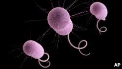 FILE- This undated file illustration made available by the Centers for Disease Control and Prevention in Atlanta depicts Pseudomonas aeruginosa bacteria, one of the germs that can evolve to resist antibiotics. "Nightmare bacteria" with unusual resistance to antibiotics of last resort were found more than 200 times in the United States last year in a first-of-a-kind hunt to see how much of a threat these rare cases are becoming, health officials said Tuesday, April 3, 2018.