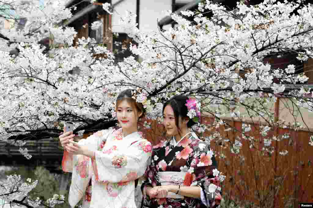 2017年4月7日，日本京都市的女子穿着和服，在花前树下留影，人面樱花交相映。