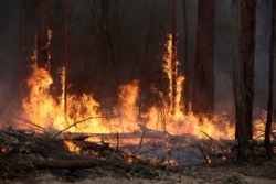 Flames from a controlled fire burn up tree trunks as firefighters work at building a containment line at a wildfire near Bodalla, Australia, Jan. 12, 2020.